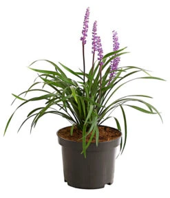 Biohort || Compo || Elho Verkäufe 14 Biohort || Compo || Elho Verkäufe -Biohort || Compo || Elho Verkäufe 8018277 WE FS 001 LiriopeMuscariT17DehnerExpressHerzig