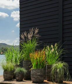 Segge, Verschiedene Sorten 7 Segge, Verschiedene Sorten -Biohort || Compo || Elho Verkäufe 8020596 8026767 WE MO 001 StachelschweingrasMiscanthusSinensisStrictusT19