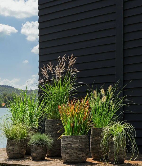 Segge, Verschiedene Sorten 5 Segge, Verschiedene Sorten – Bild 3