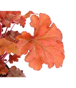 Purpurglöckchen 'Boysenberry' 7 Purpurglöckchen 'Boysenberry' -Biohort || Compo || Elho Verkäufe 8025983 PR DE 001 HeucheraCherryColaT15DehnerExpressHerzig