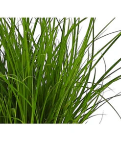 Biohort || Compo || Elho Verkäufe -Biohort || Compo || Elho Verkäufe 8026767 PR DE 001 CarexGruenT13SeggeDehnerExpressHerzig