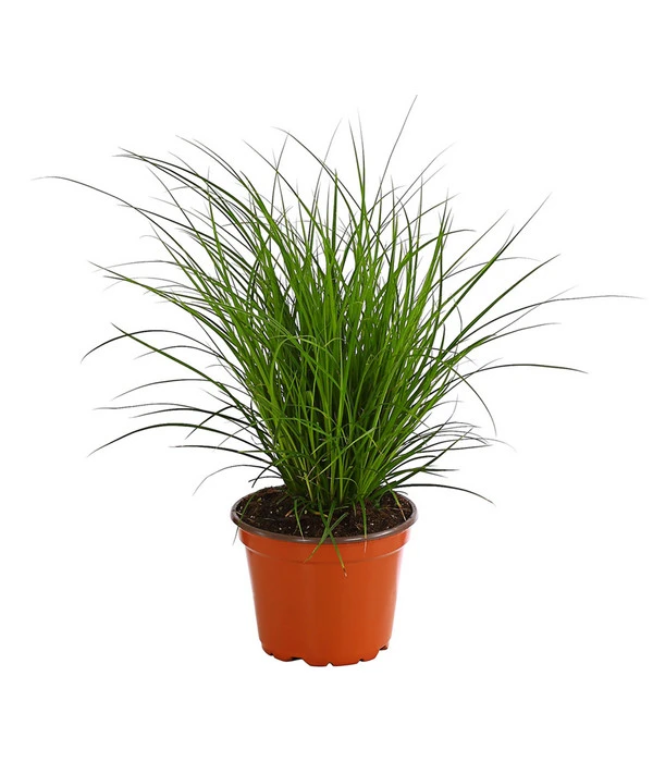 Segge, Verschiedene Sorten 3 Segge, Verschiedene Sorten