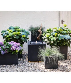 Blauschwingel 'Intense Blue' -Biohort || Compo || Elho Verkäufe 8037780 7222805 WE MO 001 BauerhortensieHydragenaMacrophylla