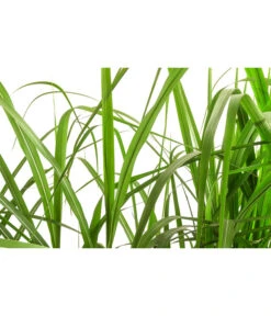 Chinaschilf 'Malepartus' In Pflanztasche, Ca. B100 Cm 7 Chinaschilf 'Malepartus' In Pflanztasche, Ca. B100 Cm -Biohort || Compo || Elho Verkäufe 8050239 WE DE 001 BigBagSichtschutzGraeserChinaschilfGingantheus