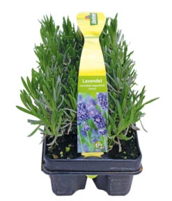 Duftlavendel, 6er-Schale -Biohort || Compo || Elho Verkäufe 8072605 PR FS 001 Lavandula6erPackAllgreen