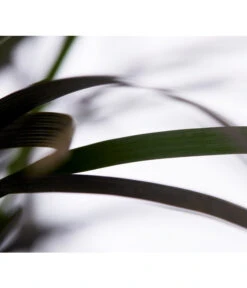 Schwarzer Schlangenbart 'Niger' -Biohort || Compo || Elho Verkäufe 8090730 WE DE 001 OphiopogonPlaniscarpusDehnerExpressZS