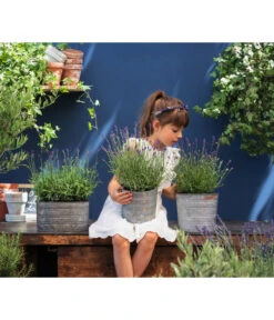 Duftlavendel, 6er-Schale -Biohort || Compo || Elho Verkäufe 8092108 WE MO 03 LavendelT13 GC14 2020 02