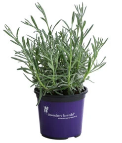 Lavendel 'Silver Sands' 7 Lavendel 'Silver Sands' -Biohort || Compo || Elho Verkäufe 8092769 WE FS 001 LavendelSilverSands