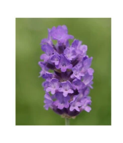 Lavendel 'No. 9' -Biohort || Compo || Elho Verkäufe 8094070 PR DE 001 DownderryNo9Helix