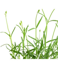 Lavendel 'No. 9' -Biohort || Compo || Elho Verkäufe 8094070 WE DE 001 LavandulaAngustifoliaNO9LavendelT13