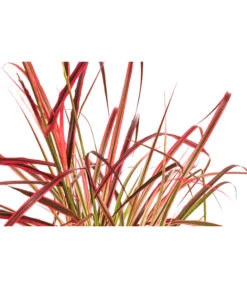 Afrikanisches Lampenputzergras 'Fireworks' 7 Afrikanisches Lampenputzergras 'Fireworks' -Biohort || Compo || Elho Verkäufe 8095929 WE DE 001 LampenputzergrasFireworksT14