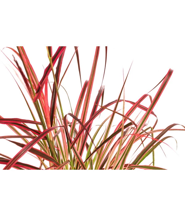 Afrikanisches Lampenputzergras 'Fireworks' 5 Afrikanisches Lampenputzergras 'Fireworks' – Bild 3