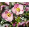 Schneerose 'Ice 'n' Roses® Early Rose' - Helleborus Gold Collection® 1 Schneerose 'Ice 'n' Roses® Early Rose' - Helleborus Gold Collection® -Biohort || Compo || Elho Verkäufe 8096093 WE MO 002 SchneeroseHelleborusEarlyRose