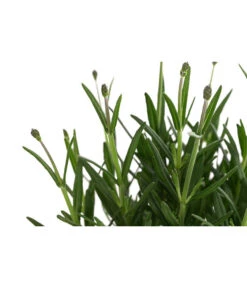 Lavendel 'Royal Blue' 11 Lavendel 'Royal Blue' -Biohort || Compo || Elho Verkäufe 8097545 WE DE 001 LavendelRoyalBlue1L