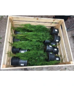 31 Meter Lebensbaum 'Smaragd', 125 X Ca. 40-60 Cm -Biohort || Compo || Elho Verkäufe 8295149 WE FS 001 ThujaPalette3Liter