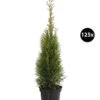 31 Meter Lebensbaum 'Smaragd', 125 X Ca. 40-60 Cm -Biohort || Compo || Elho Verkäufe 8295149 WE FS 003 LebensbaumThujsaOccidentalisSmaragd3L125x