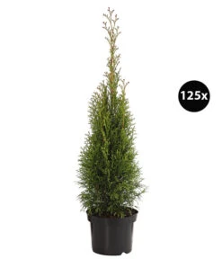 31 Meter Lebensbaum 'Smaragd', 125 X Ca. 40-60 Cm