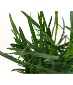 Blaugras 'Greenlee Hybrid' 9 Blaugras 'Greenlee Hybrid' -Biohort || Compo || Elho Verkäufe 8316259 WE DE 002 SesleriaGreenleeHybridBlaugrasT7