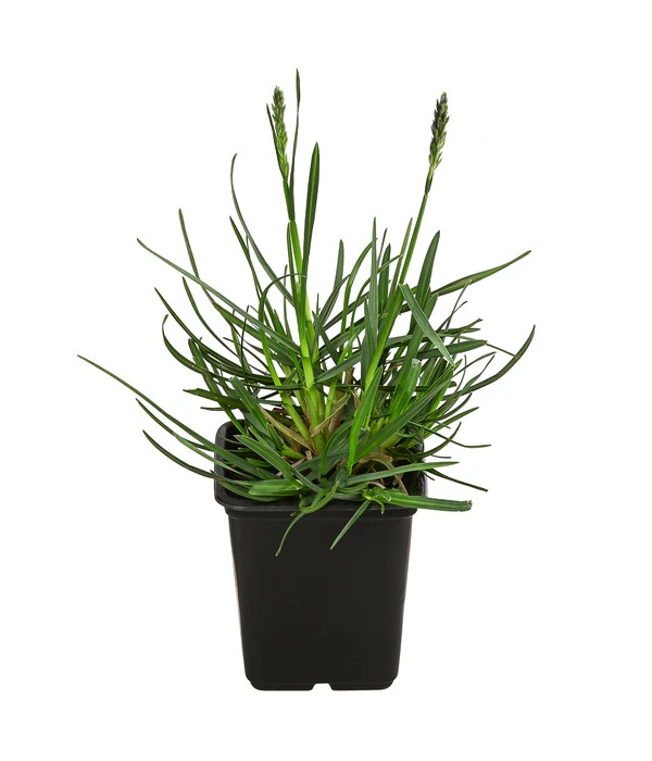 Blaugras 'Greenlee Hybrid' 3 Blaugras 'Greenlee Hybrid'