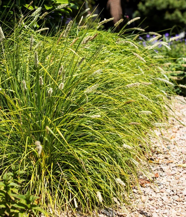 Blaugras 'Greenlee Hybrid' 4 Blaugras 'Greenlee Hybrid' – Bild 2