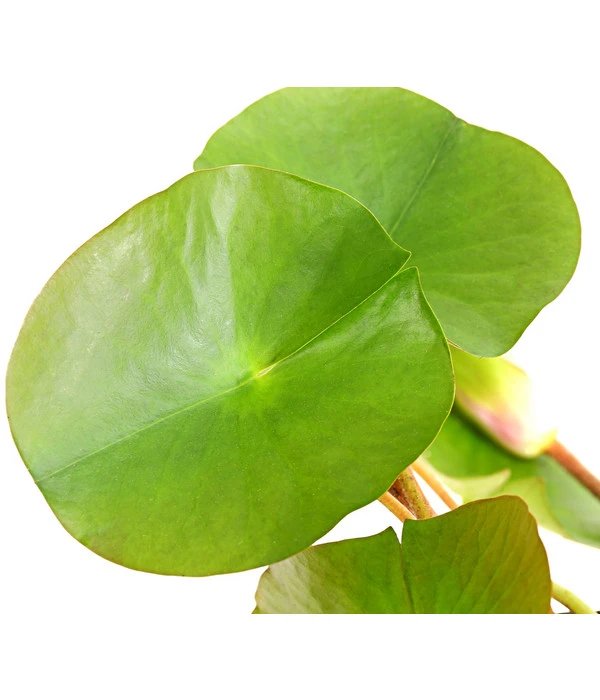 Dehner Seerose 'Attraction' 5 Dehner Seerose 'Attraction' – Bild 3