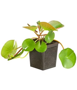 Biohort || Compo || Elho Verkäufe -Biohort || Compo || Elho Verkäufe 8316416 WE FS 001 SeeroseNymphaeaAttractionT11DehnerExpressHerzig