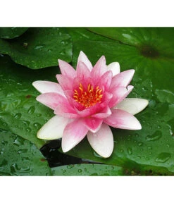 Biohort || Compo || Elho Verkäufe 28 Dehner Seerose 'Attraction'