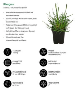 Blaugras 'Greenlee Hybrid' 8 Blaugras 'Greenlee Hybrid' -Biohort || Compo || Elho Verkäufe 8320327 WE IG 001 Blaugras