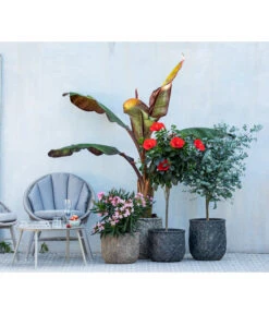 Hibiskus - Garten-Eibisch, Stämmchen 7 Hibiskus - Garten-Eibisch, Stämmchen -Biohort || Compo || Elho Verkäufe 8596744 WE MO 001 NeriumOleander