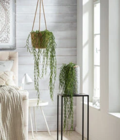 Dehner Keramik-Vase Toni, Rund, Grau -Biohort || Compo || Elho Verkäufe 8598096 WE MO 001 HoyaLinearisT12