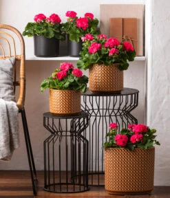 Dehner Keramik-Jardiniere Thies, Oval, Gelb, Ca. B26/H25/T12 Cm -Biohort || Compo || Elho Verkäufe 8813347 6895643 WE MO 001 GeranieRosenmaedchen