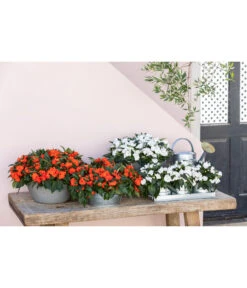 Zink Kräutertöpfchen Mit Untersetzer -Biohort || Compo || Elho Verkäufe 8814634 WE MO 001 ImpatiensT12