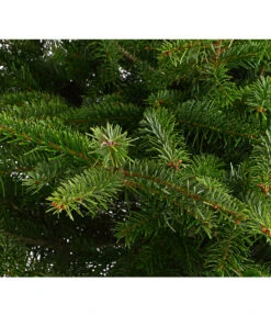 Nordmann-Tanne, Ca. 100-125 Cm, Im Topf Gewachsen 7 Nordmann-Tanne, Ca. 100-125 Cm, Im Topf Gewachsen -Biohort || Compo || Elho Verkäufe 8995953 WE DE 001 AbiesNordmannianaNordmanntanne100 125Container8LiterDehnerExpressHerzig