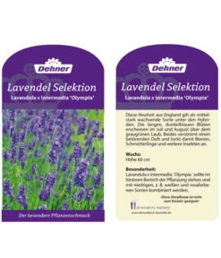 Lavendel 'Olympia' -Biohort || Compo || Elho Verkäufe LavendelOlympia